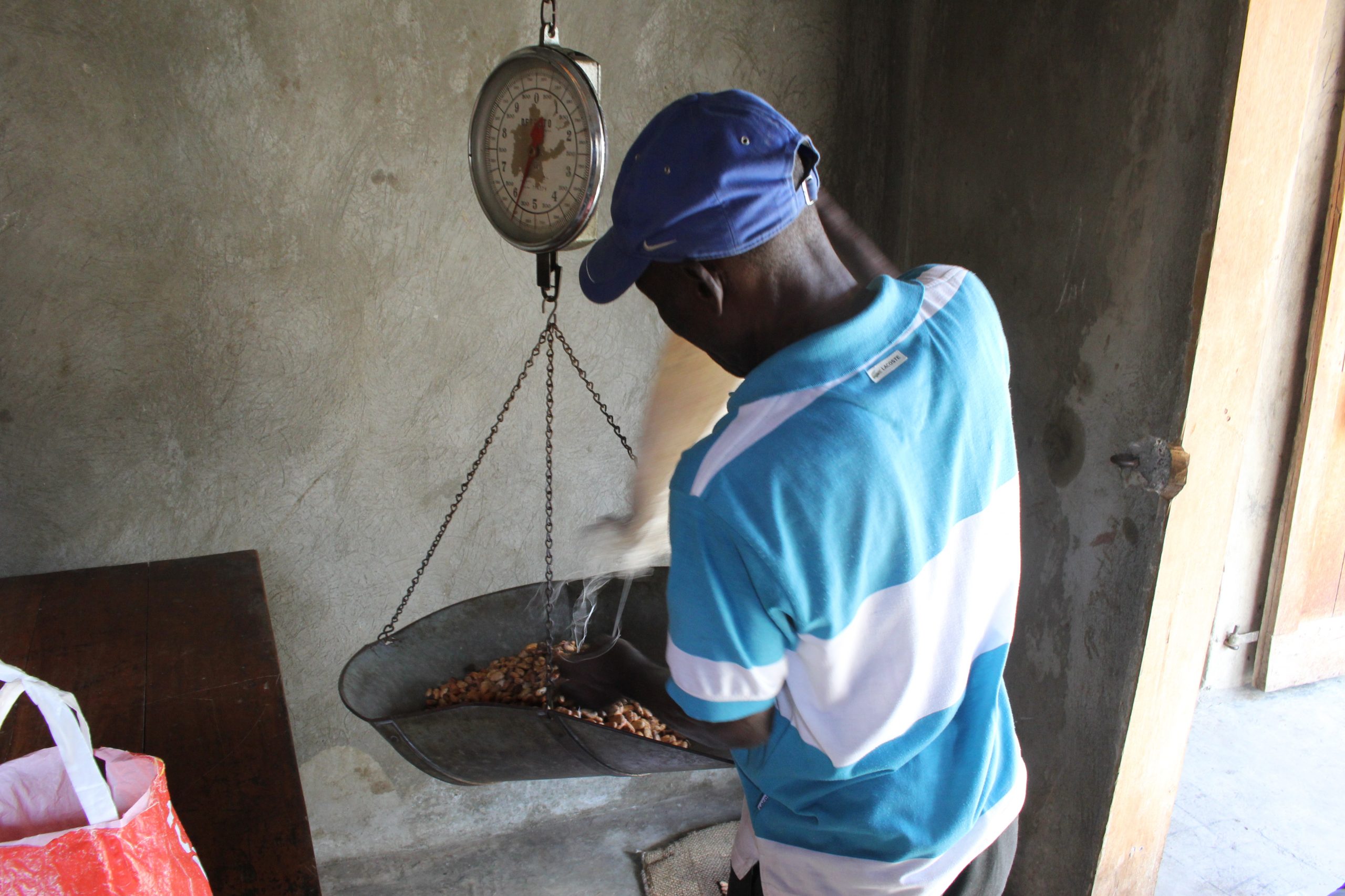 Read more about the article Grand’Anse, Haiti, pouring cacao beans onto scale (2014)