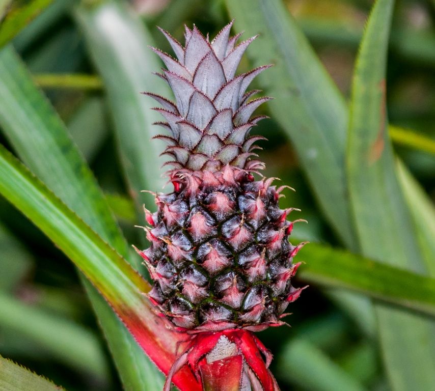 Read more about the article Ananas from Haiti