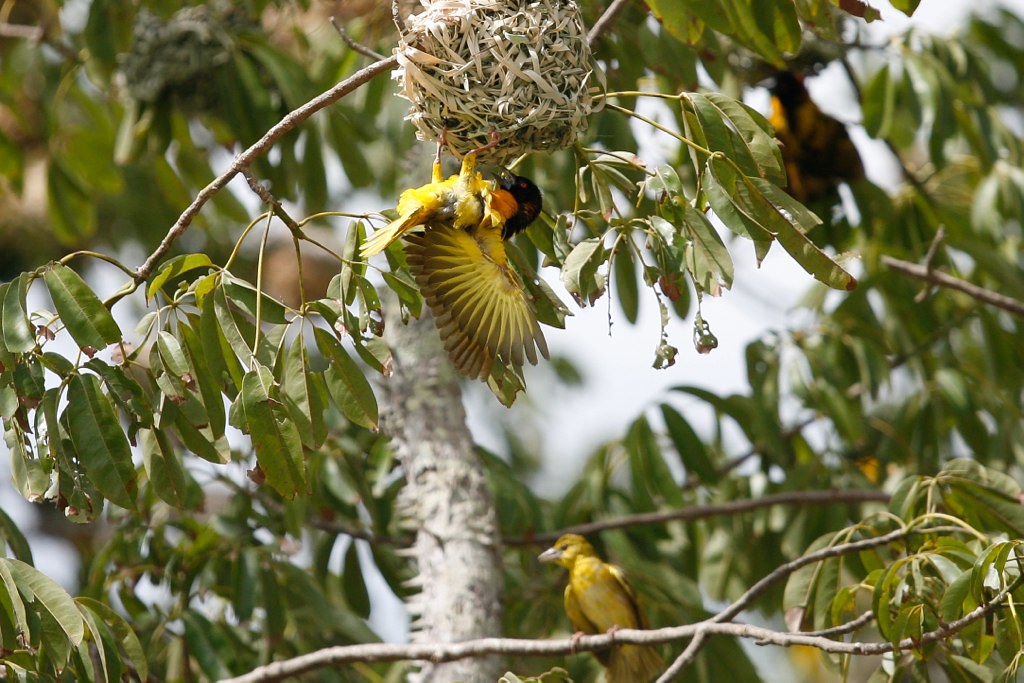 Read more about the article Weaver Birds
