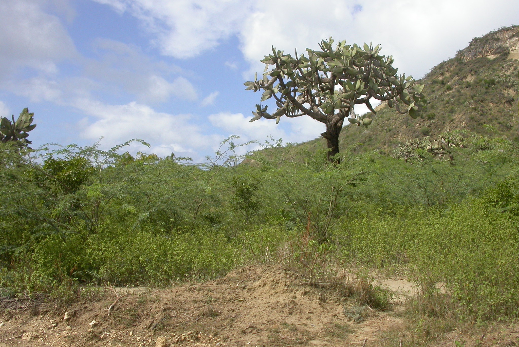 Read more about the article Arid zone from Haiti