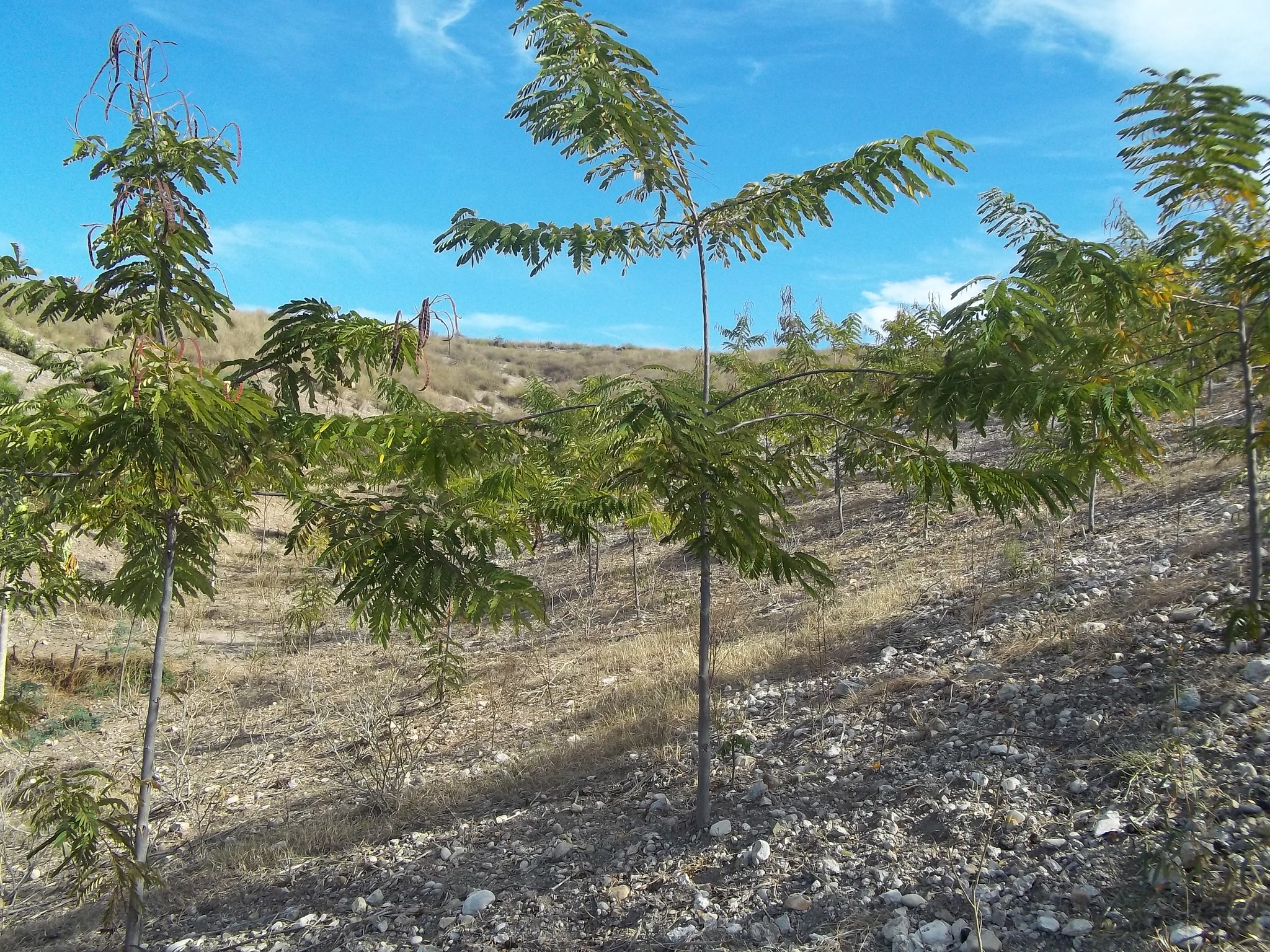 Read more about the article Haiti-Tree plantation