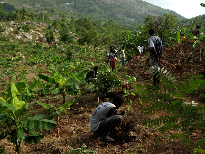 Read more about the article Tree planting
