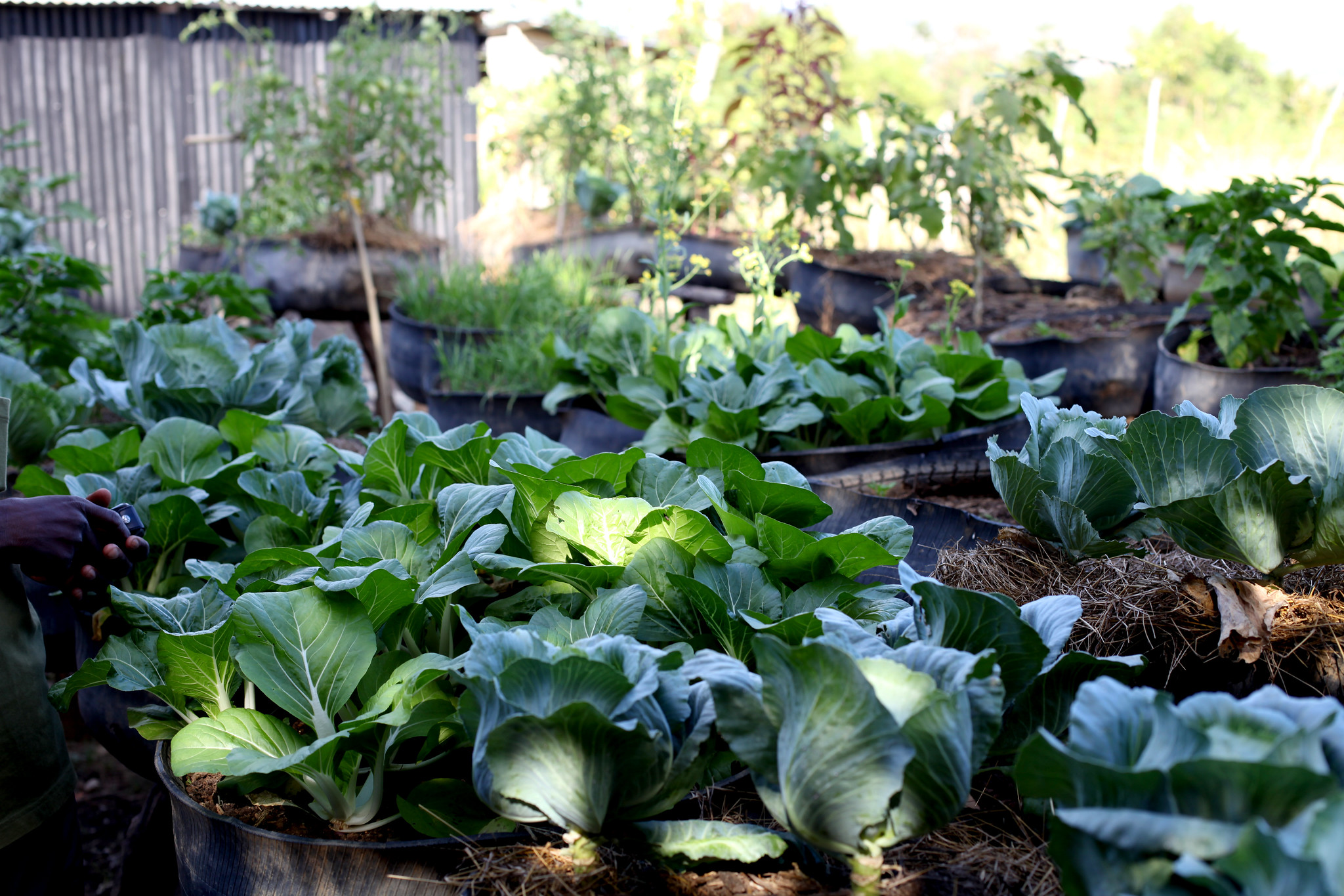 Read more about the article Haiti: tire gardens